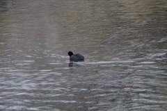 Fulica americana