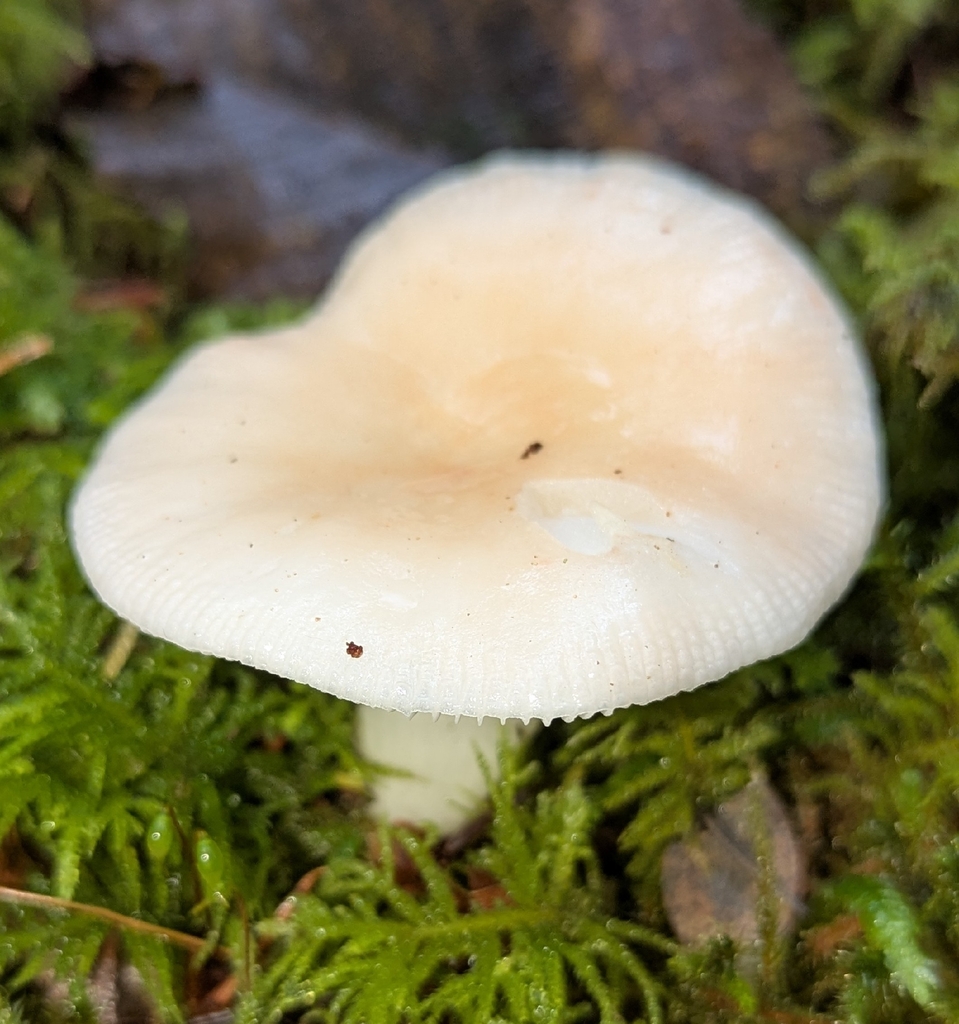 Russula emetica · November 2025 · photo: © benkeen (iNaturalist, cc0)