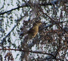 Coccothraustes vespertinus