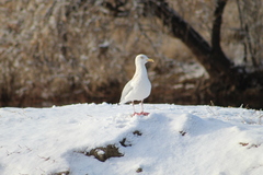 Larus argentatus