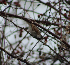 Passer domesticus
