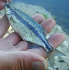 Richardsonius balteatus