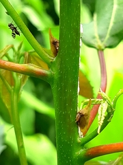 Enchenopa squamigera