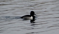 Aythya collaris