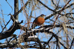 Turdus migratorius