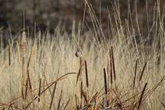 Melospiza melodia