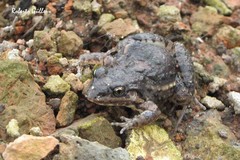 Leptodactylus latinasus