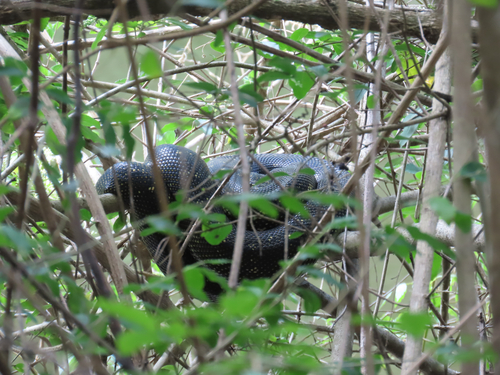 Diamond Python sighting