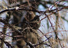 Sturnus vulgaris