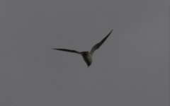 Chroicocephalus ridibundus