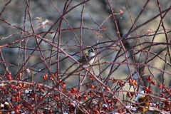 Zonotrichia leucophrys