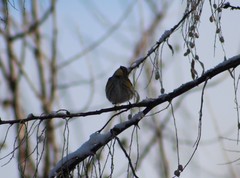 Setophaga coronata