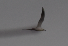 Chroicocephalus ridibundus