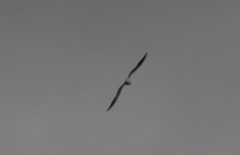 Chroicocephalus ridibundus