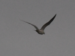 Chroicocephalus ridibundus