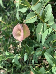 Triaspis glaucophylla