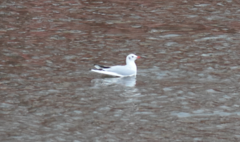 Chroicocephalus ridibundus