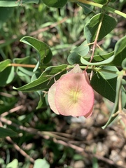 Triaspis glaucophylla