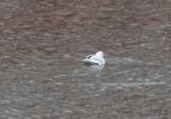 Chroicocephalus ridibundus