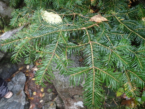Abies veitchii iNat (2)
