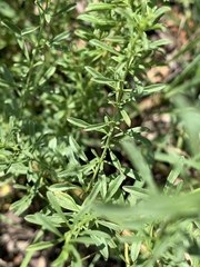 Jamesbrittenia huillana