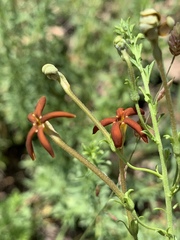 Jamesbrittenia huillana