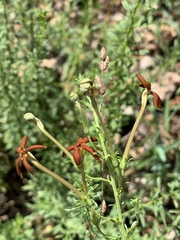 Jamesbrittenia huillana