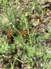 Jamesbrittenia huillana
