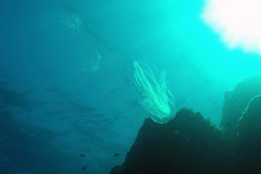 Leucothea multicornis