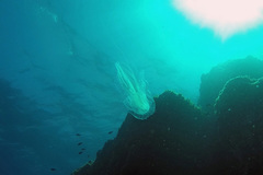 Leucothea multicornis