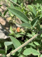 Indigofera subulata
