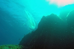 Leucothea multicornis