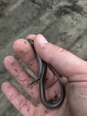 Plestiodon skiltonianus interparietalis