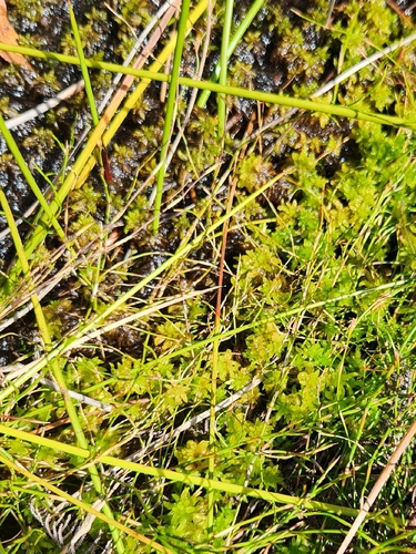 New Zealand Sphagnum (Sphagnum cristatum)