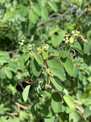 Helinus integrifolius