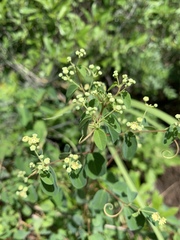 Helinus integrifolius