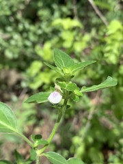 Justicia protracta protracta