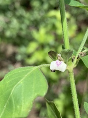 Justicia protracta protracta