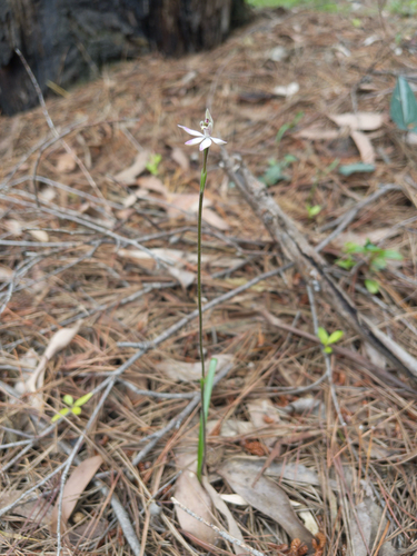 Lesser Fingers (Caladenia mentiens)
