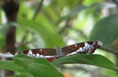 Lebadea martha martha