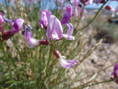 Astragalus saurinus