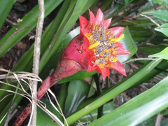 Canistrum aurantiacum