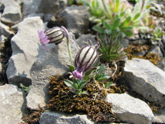 Silene uralensis