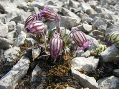 Silene uralensis