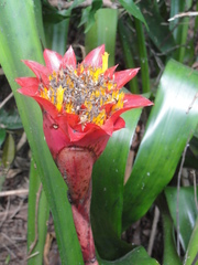 Canistrum aurantiacum