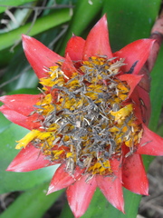 Canistrum aurantiacum