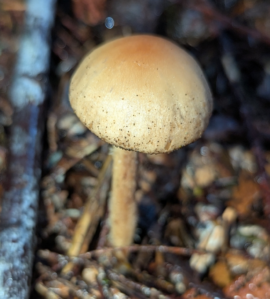 Collybiopsis peronata · November 2025 · photo: © benkeen (iNaturalist, cc0)