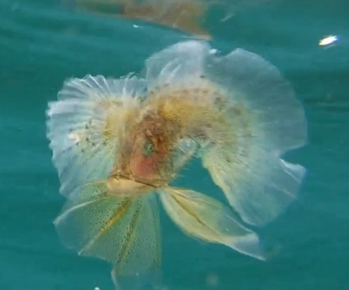 Monkfishes