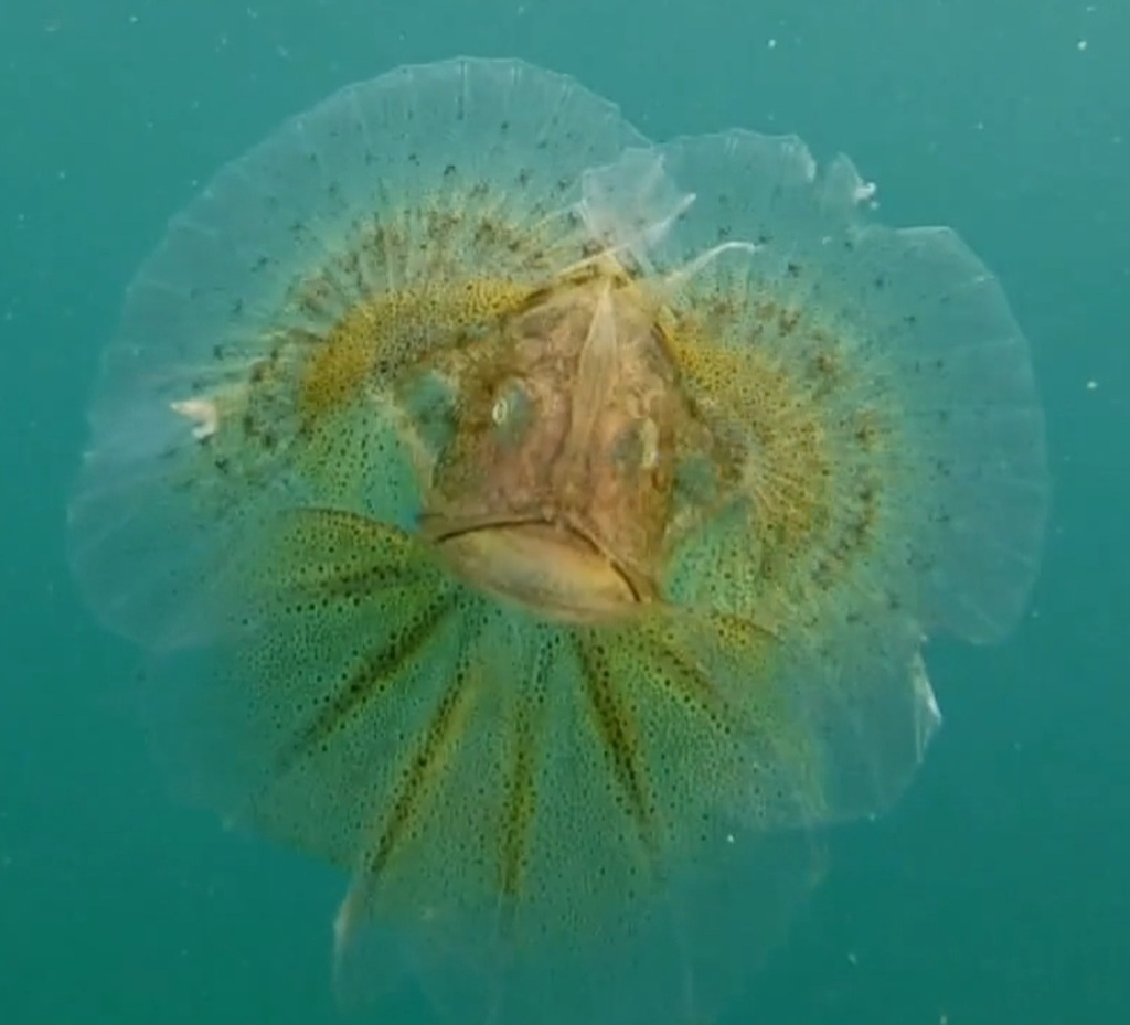 Amerikaanse zeeduivel (Lophius americanus) — Lophiidae