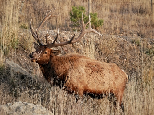 American Elk photographed in Colorado